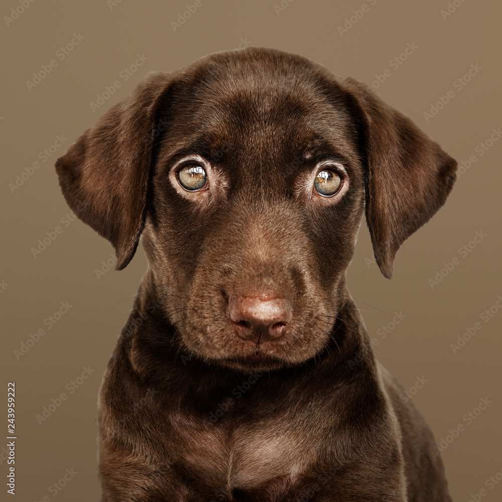 Adorable chocolate Labrador Retriever portrait