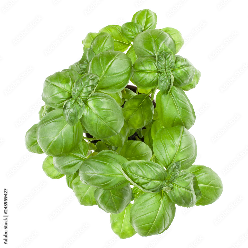 Fresh sweet Genovese basil bouquet isolated on white background cutout. Top view. Fresh sweet Genovese basil bouquet isolated on white background cutout. Top view.