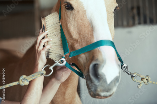 Woman grooming horse in stable
