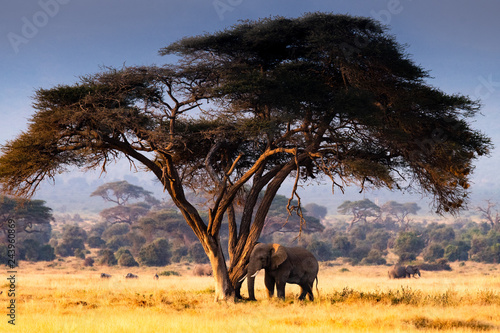 Elephant under tree photo