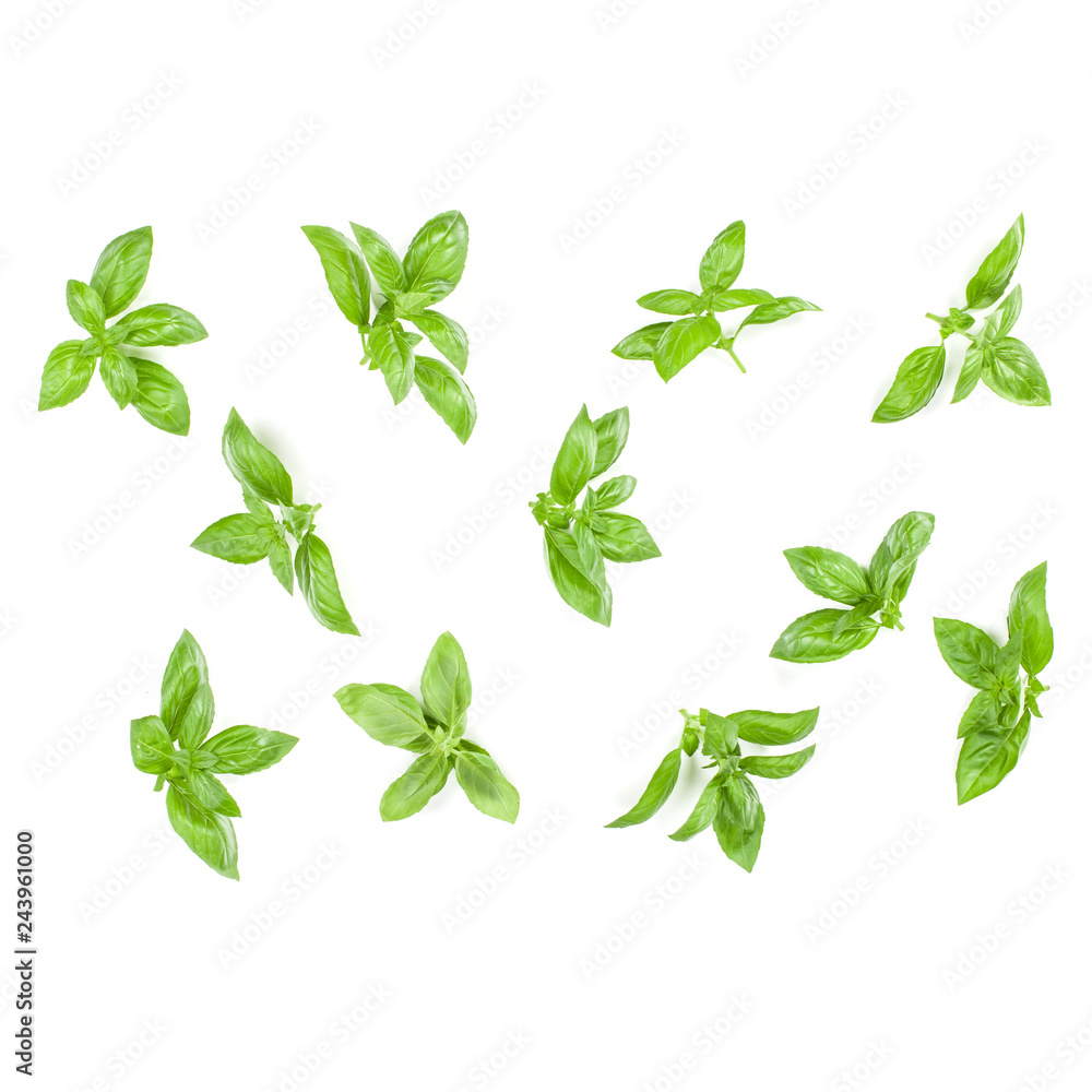 Sweet Genovese basil leaves background arrangement isolated on white. Top view.