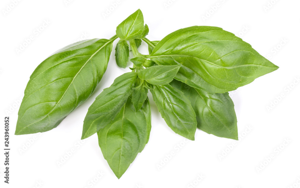 sweet basil herb leaves isolated on white background. Genovese basil leaf. sweet basil herb leaves isolated on white background. Genovese basil leaf.