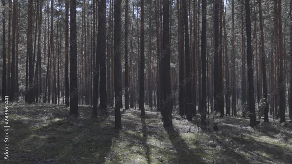 Crown of trees with a bright day of sun and rays. Crown of trees with a bright day of sun and rays.