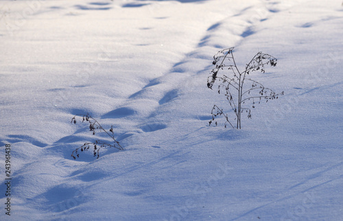 Footprints in the snow.