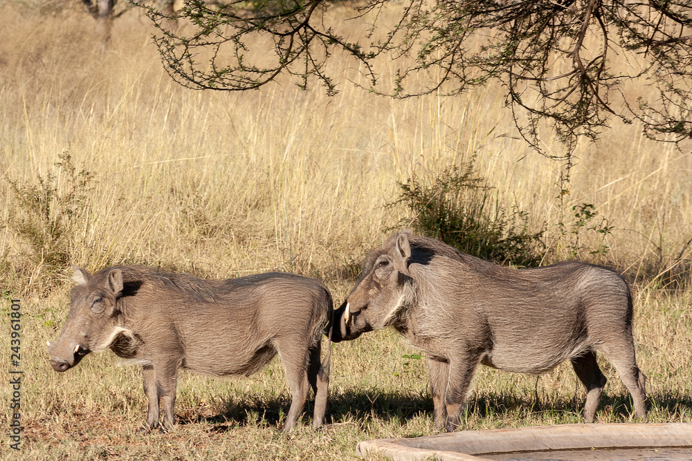 Fototapeta premium Warthog grazing in grass