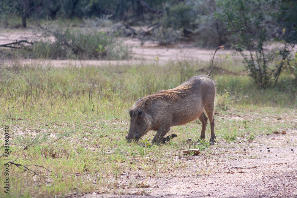 Warthog grazing in grass