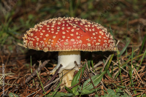 Amanita Muscaria- Fly Agaric Mushroom