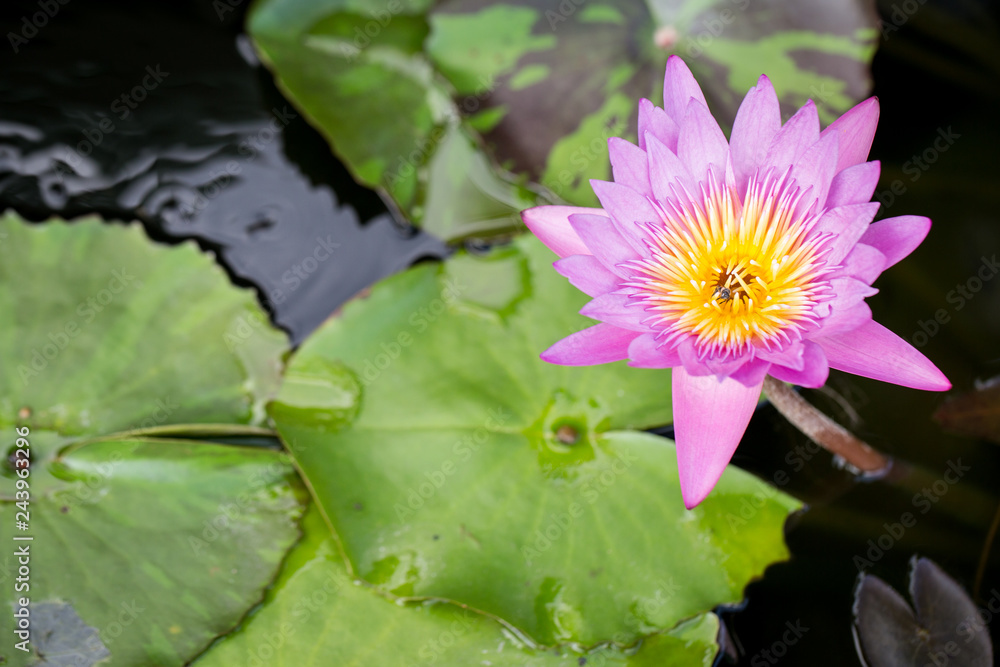 Beautiful lotus flower, the rich colors of the deep blue water surface. Beautiful lotus flower, the rich colors of the deep blue water surface.