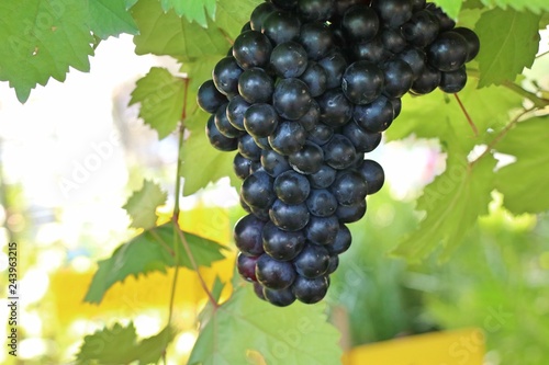 Bunch of black grapes