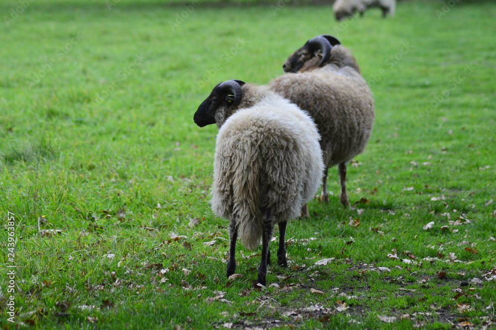 portrait of a sheep in the Netherlands, spend weekend outside of the city with fresh air and nature background. Date time and morning. portrait of a sheep in the Netherlands, spend weekend outside of the city with fresh air and nature background. Date time and morning.