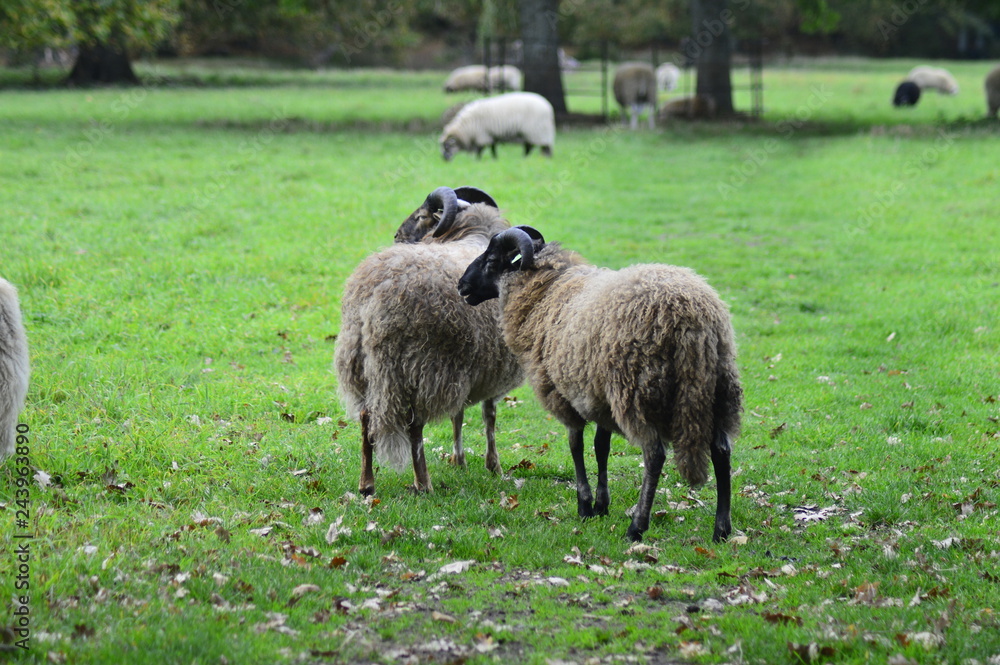 portrait of a sheep in the Netherlands, spend weekend outside of the city with fresh air and nature background. Date time and morning. portrait of a sheep in the Netherlands, spend weekend outside of the city with fresh air and nature background. Date time and morning.