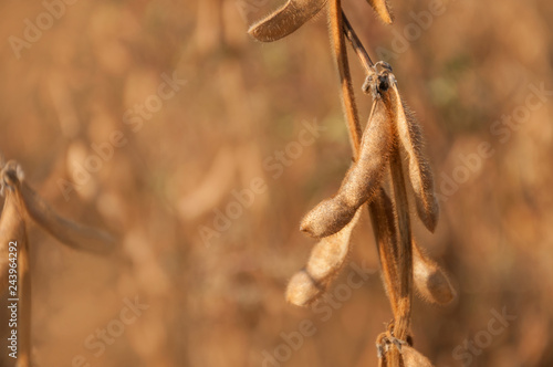 Ripe soybean pods on a stalk in a soybean field in the morning sun. © zoyas2222
