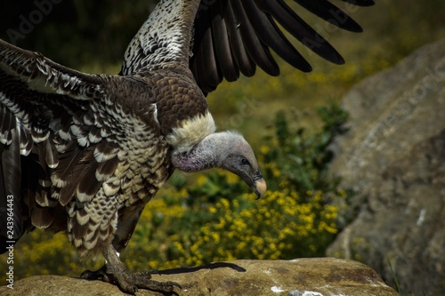portrait of a vulture