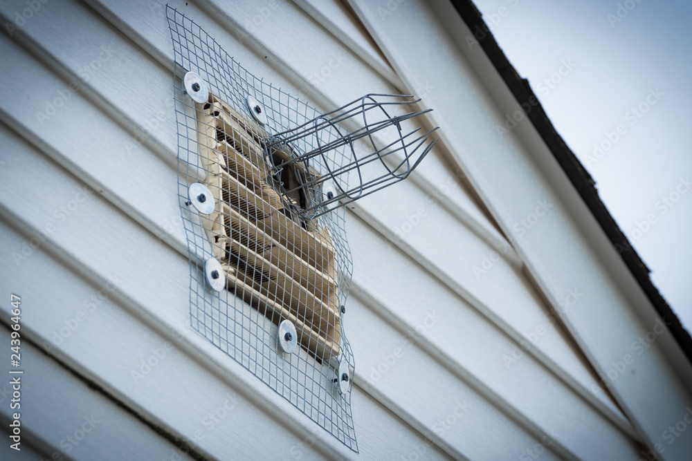 One way squirrel exit tunnel and wire mesh installed to eliminate
