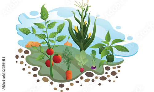 Vegetable Garden