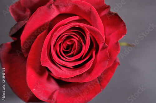 Red rose on grey wooden background close up