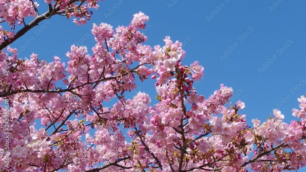 Japanese pink cherry blossom sakura tree moving along the wind on spring season. Japanese pink cherry blossom sakura tree moving along the wind on spring season.