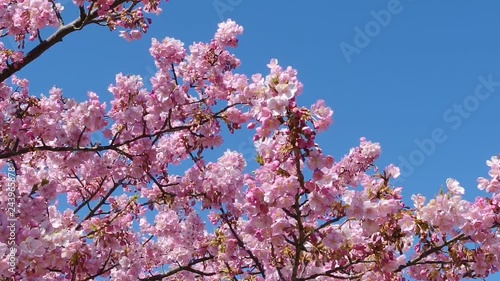 Japanese pink cherry blossom sakura tree moving along the wind on spring season.