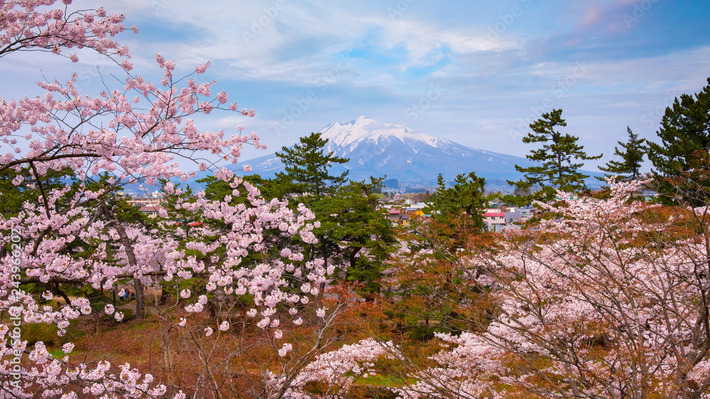Mt. Iwaki with Full bloom Sakura - Cherry Blossom at Hirosaki park, Japan Mt. Iwaki with Full bloom Sakura - Cherry Blossom at Hirosaki park, Japan