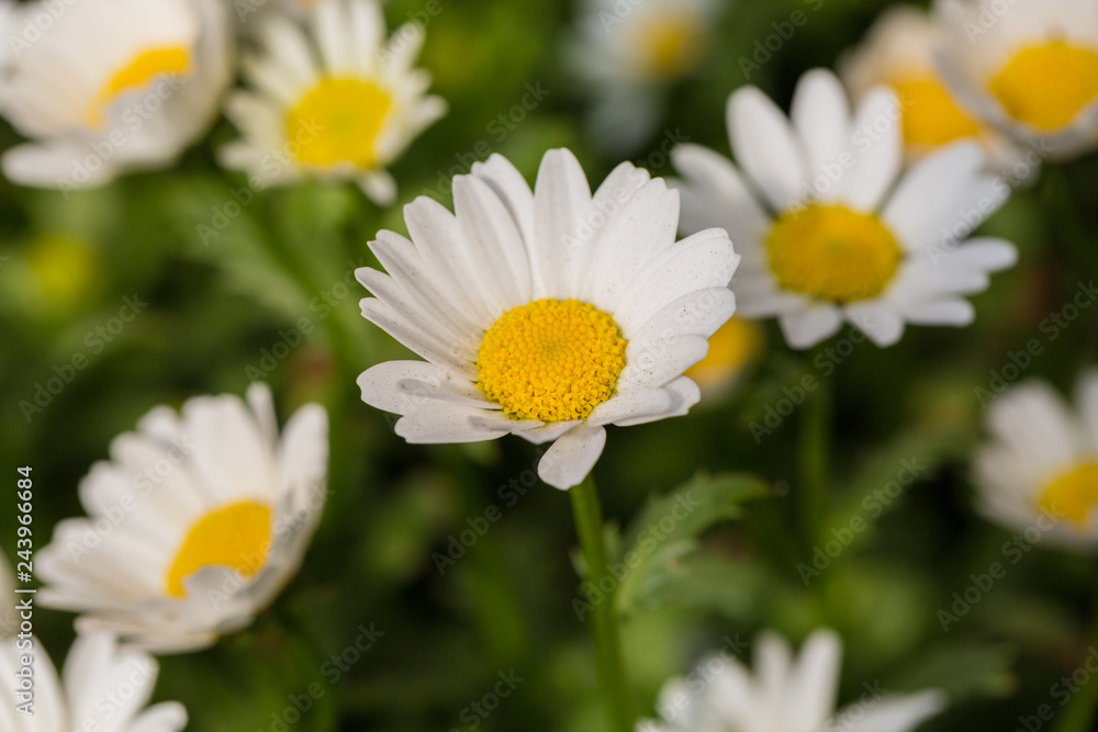Blooming chrysanthemum Argyranthrmum frutescens Blooming chrysanthemum Argyranthrmum frutescens