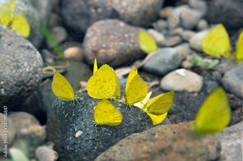  Group of Yellow Butterflies Puddlingon Granite Stone. Indonesia Butterflies Swarm Licking and Eats Mineral in Ranca Upas Ciwidey photo