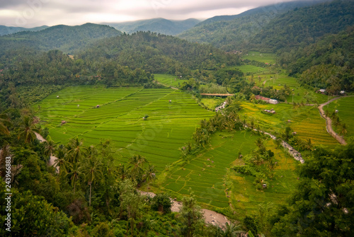 Stunning Rice Terraces of Pupuan, Bali. The farming village of Pupuan features beautiful and dramatic rice terraces in a scenic valley of western Bali, Indonesia.