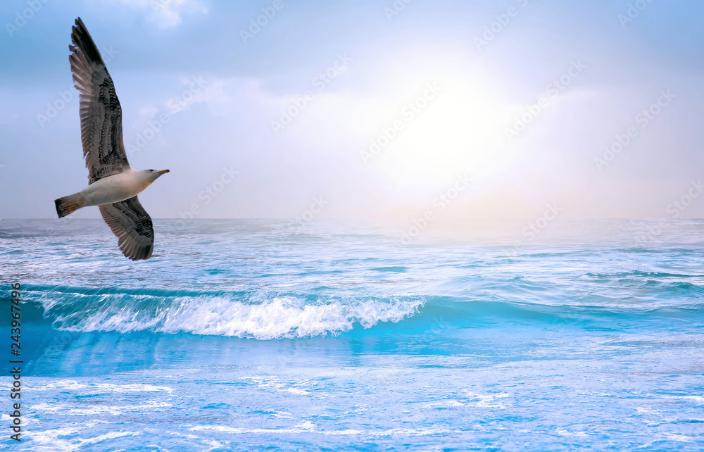 Fototapeta premium Sunrise seascape seagull in blue sky