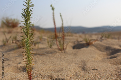 Pflanze im Sand 