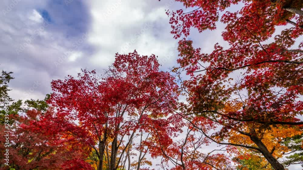 Timelapse of Japanese Maples Fall Foliage in Japan Timelapse of Japanese Maples Fall Foliage in Japan