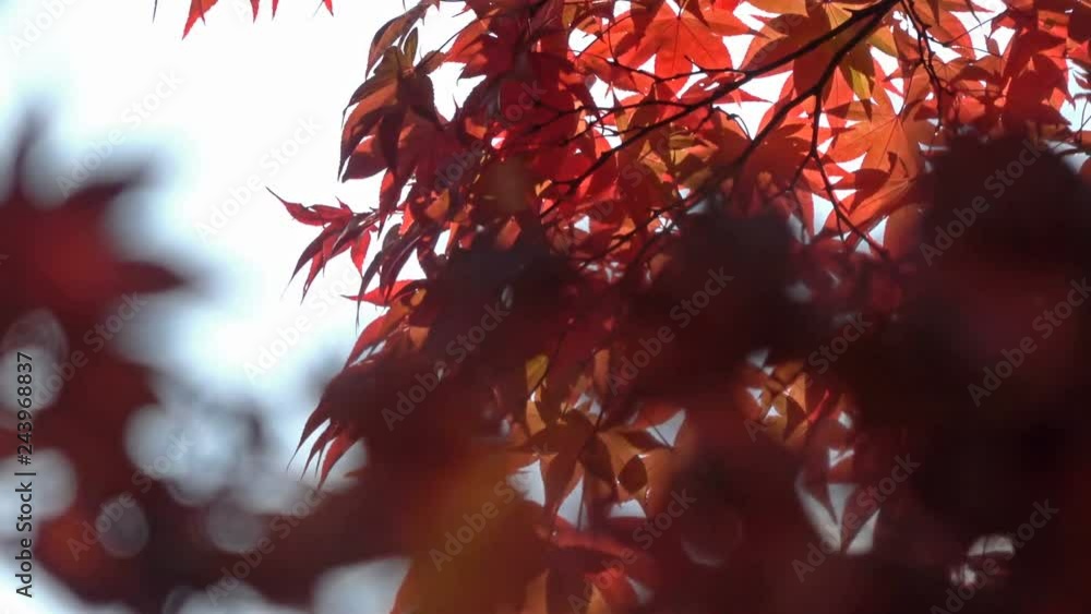 Tilt Down Shot of Japanese Maple Fall Foliage Backlight in Japan Tilt Down Shot of Japanese Maple Fall Foliage Backlight in Japan
