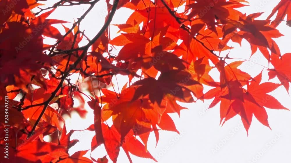 Close Up Shot of Japanese Maple Fall Foliage Backlight in Japan Close Up Shot of Japanese Maple Fall Foliage Backlight in Japan