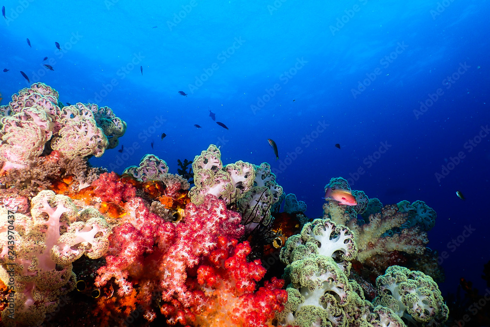 Fototapeta premium Multicolor soft corals
