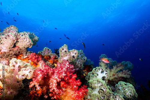 Multicolor soft corals