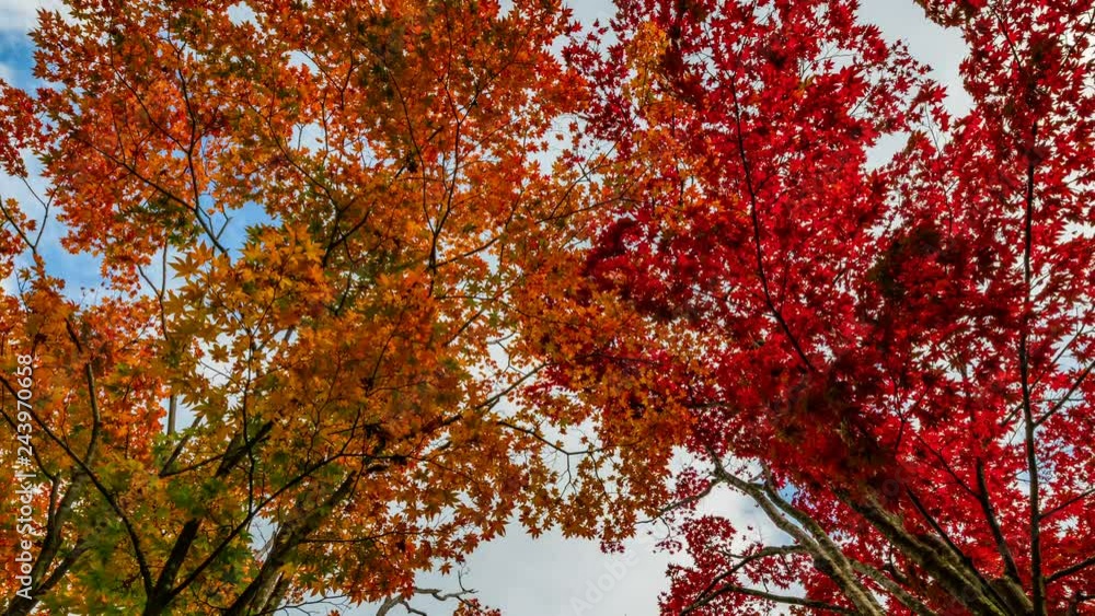 Timelapse Low Angle Shot of Vibrant Japanese Maples in Japan -Tilt Down- Timelapse Low Angle Shot of Vibrant Japanese Maples in Japan -Tilt Down-