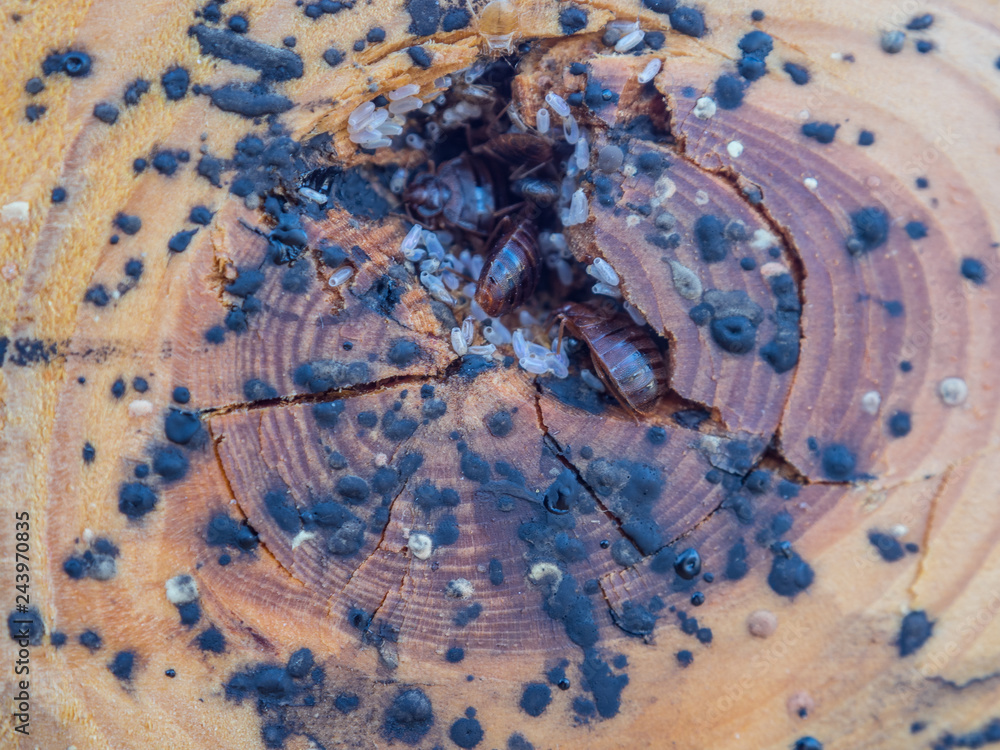 bed bug, eggs, bed bug feces, closeup, insects, wooden, macro