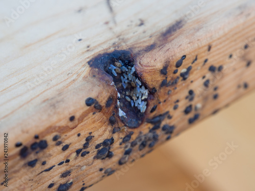 bed bug eggs in wooden frame