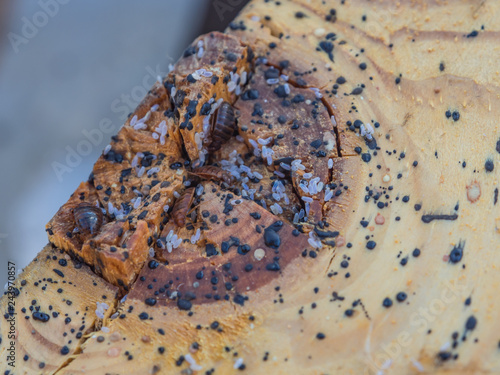 Bed bugs, bed bug eggs, bed bug feces