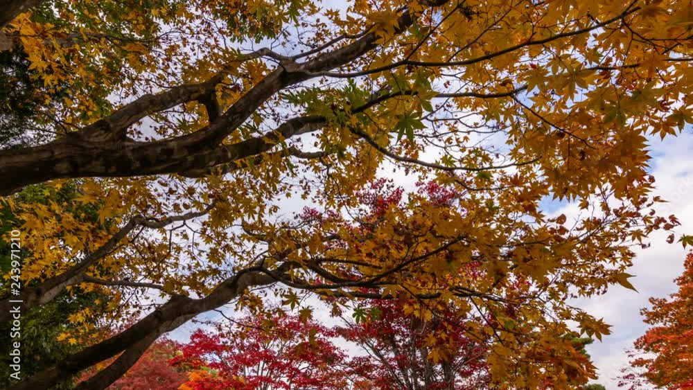 Timelapse of Colorful Japanese Maples Fall Foliage in Japan -Zoom Out- Timelapse of Colorful Japanese Maples Fall Foliage in Japan -Zoom Out-
