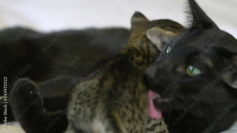 Black Savannah cat licks 4 week old kitten close up, slow motion Black Savannah cat licks 4 week old kitten close up, slow motion