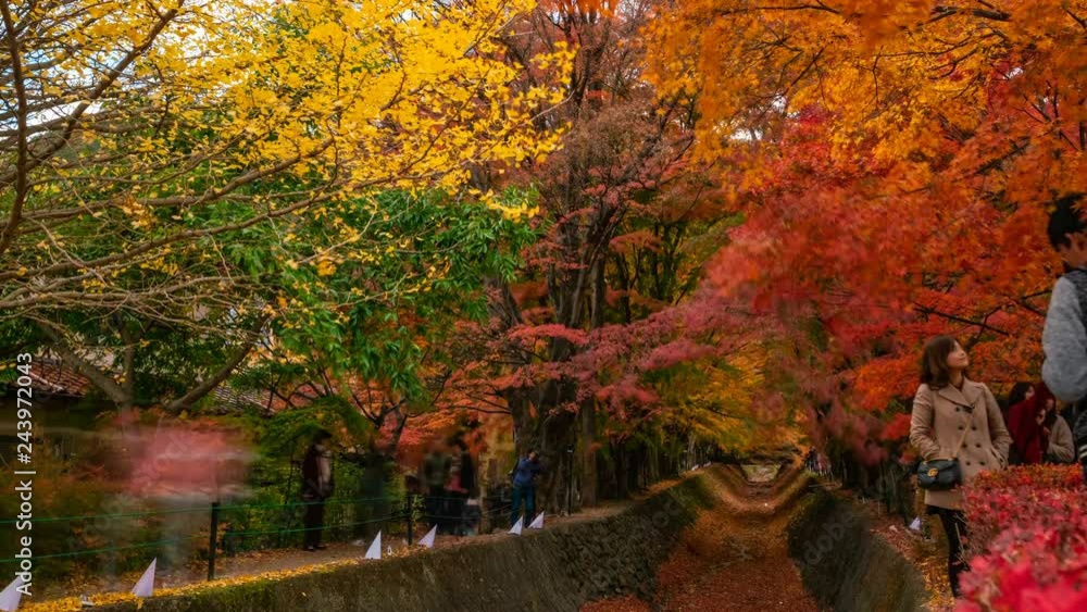 Timelapse Medium Shot of Tourists at Fall Foliage Tunnel in Japan -Tilt Down- Timelapse Medium Shot of Tourists at Fall Foliage Tunnel in Japan -Tilt Down-
