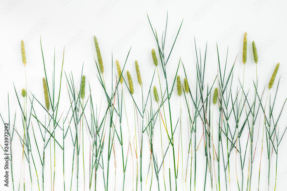 Close-up of Timothy grass on white background - obrazy, fototapety, plakaty 