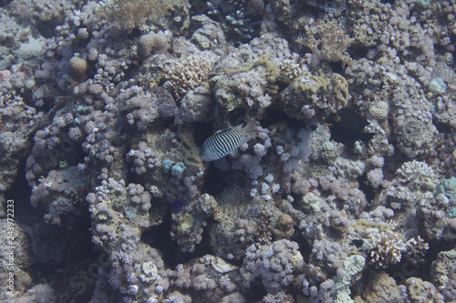 Zebra Angelfish in Red Sea