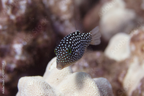 Hawaiian Whitespotted Toby on Coral Reef photo