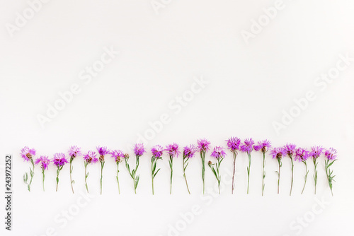 Row of wild purple cornflowers