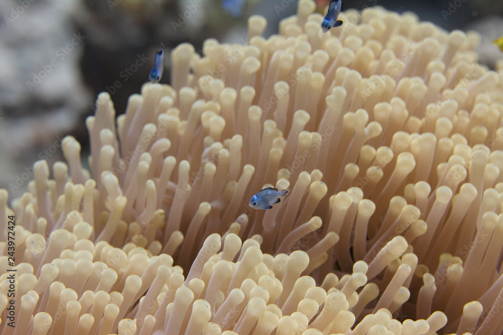 Juvenile Three-spot Dascyllus in Ritteri Anemone in Red Sea Juvenile Three-spot Dascyllus in Ritteri Anemone in Red Sea