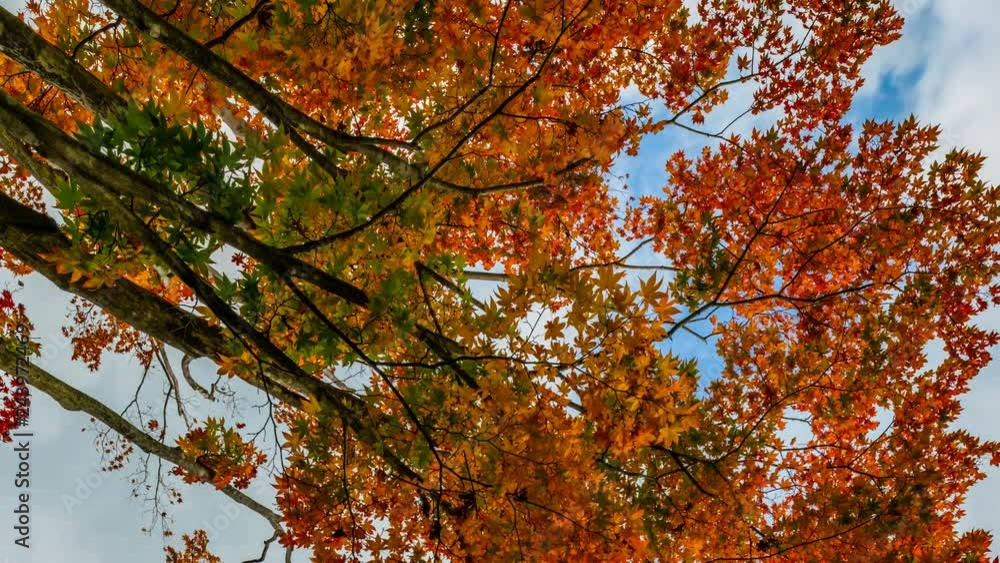 Timelapse Low Angle Shot of Vibrant Japanese Maples in Japan -Vertical/Pan- Timelapse Low Angle Shot of Vibrant Japanese Maples in Japan -Vertical/Pan-
