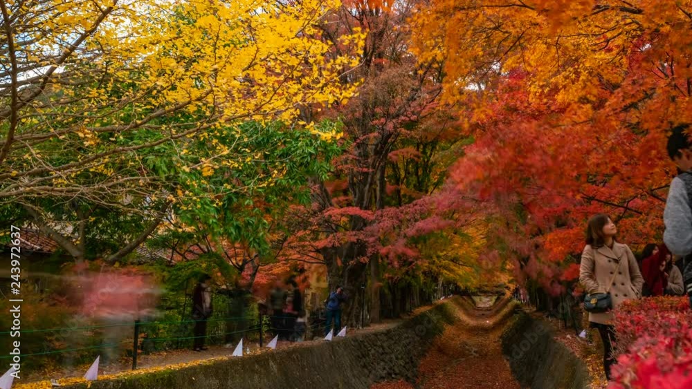 Timelapse Medium Shot of Tourists at Fall Foliage Tunnel in Japan -Tilt Up- Timelapse Medium Shot of Tourists at Fall Foliage Tunnel in Japan -Tilt Up-