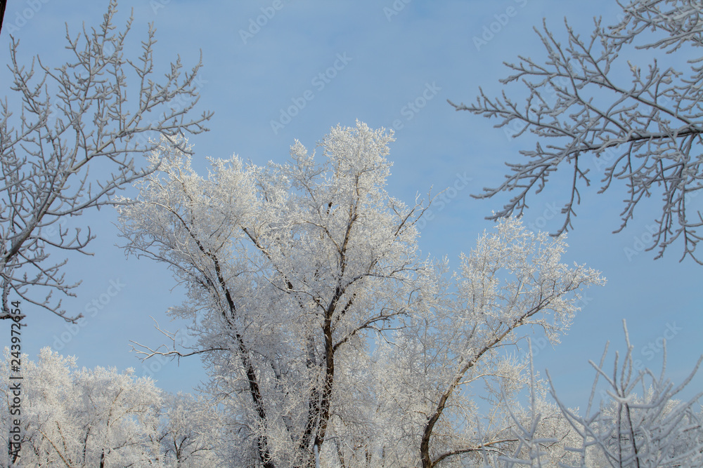 Beautiful winter frosty forest covered with snow and hoarfrost Beautiful winter frosty forest covered with snow and hoarfrost
