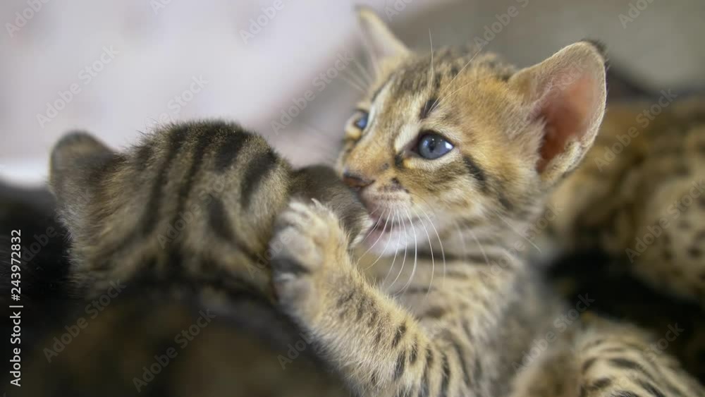 Four week old Savannah kitten chews another kittens ear, closeup , slow motion Four week old Savannah kitten chews another kittens ear, closeup , slow motion