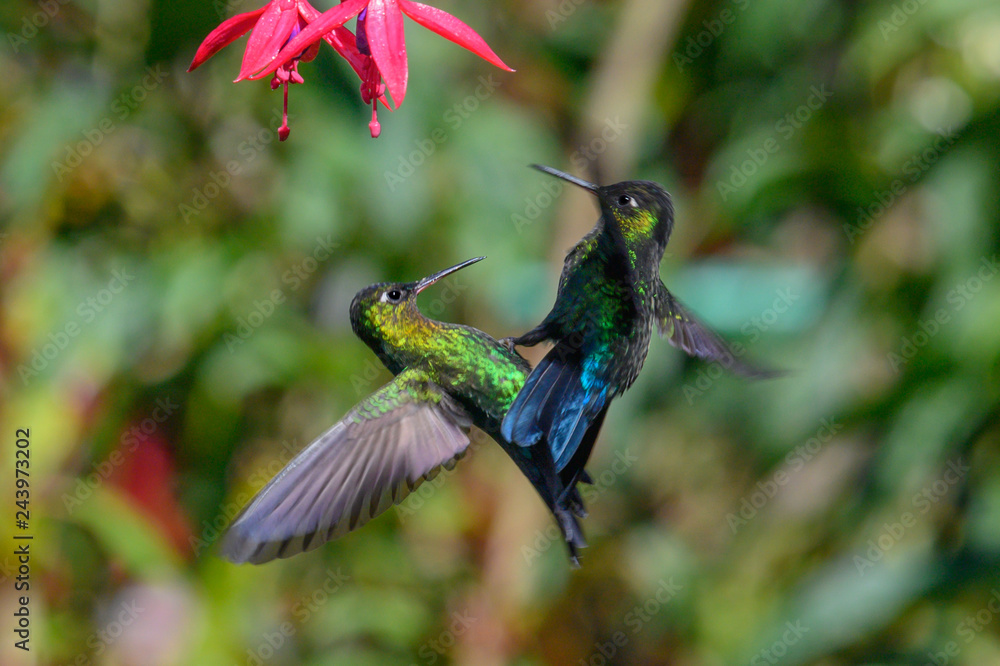 Obraz premium Blue hummingbird Violet Sabrewing flying next to beautiful red flower. Tinny bird fly in jungle. Wildlife in tropic Costa Rica. Two bird sucking nectar from bloom in the forest. Bird behaviour